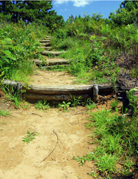 Logs, called water bars, cross a steep part of hiking trail, creating steps and stopping erosion.